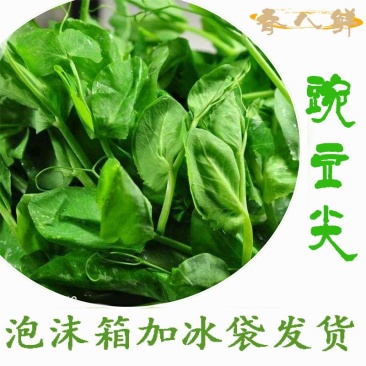 豌豆尖新鲜无公害肥嫩包邮现摘现发