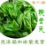 豌豆尖新鲜无公害肥嫩包邮现摘现发