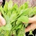 豌豆尖新鲜无公害肥嫩包邮现摘现发