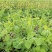 豌豆尖新鲜无公害肥嫩包邮现摘现发