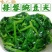 豌豆尖新鲜无公害肥嫩包邮现摘现发