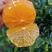 橙子精品夏橙挂树鲜果果园实地看货承接全国电商团购