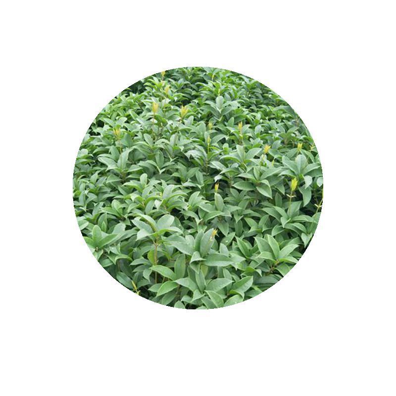 四川桂花苗金桂苗银桂苗桂花苗八月桂花苗秋季桂花树苗包成活