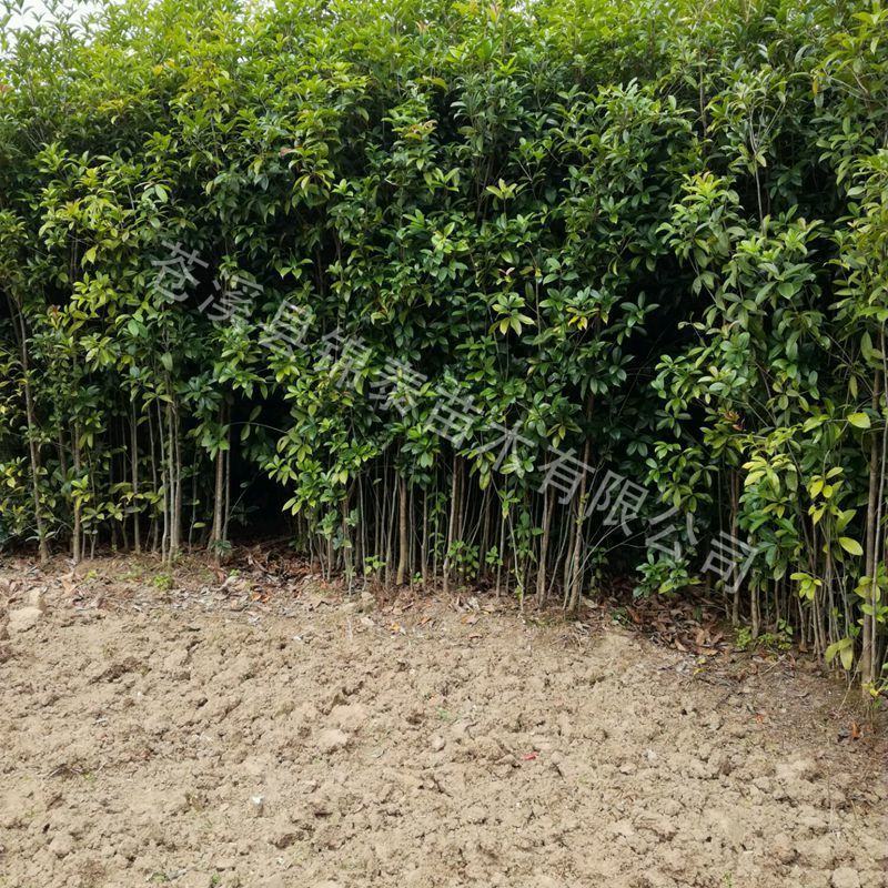 四川桂花苗金桂苗银桂苗桂花苗八月桂花苗秋季桂花树苗包成活
