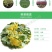 四川桂花苗金桂苗银桂苗桂花苗八月桂花苗秋季桂花树苗包成活