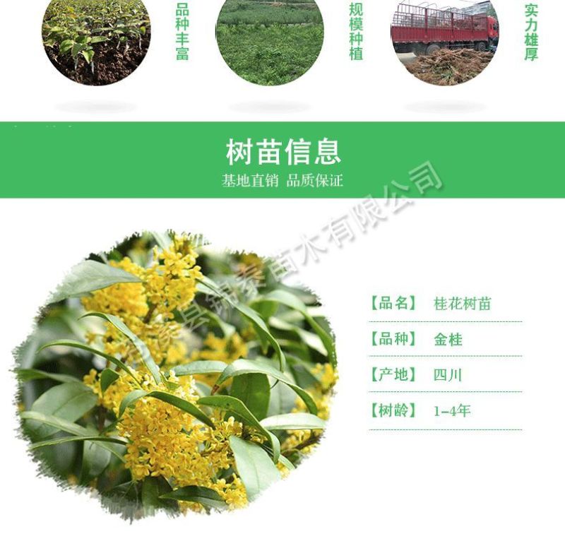 四川桂花苗金桂苗银桂苗桂花苗八月桂花苗秋季桂花树苗包成活