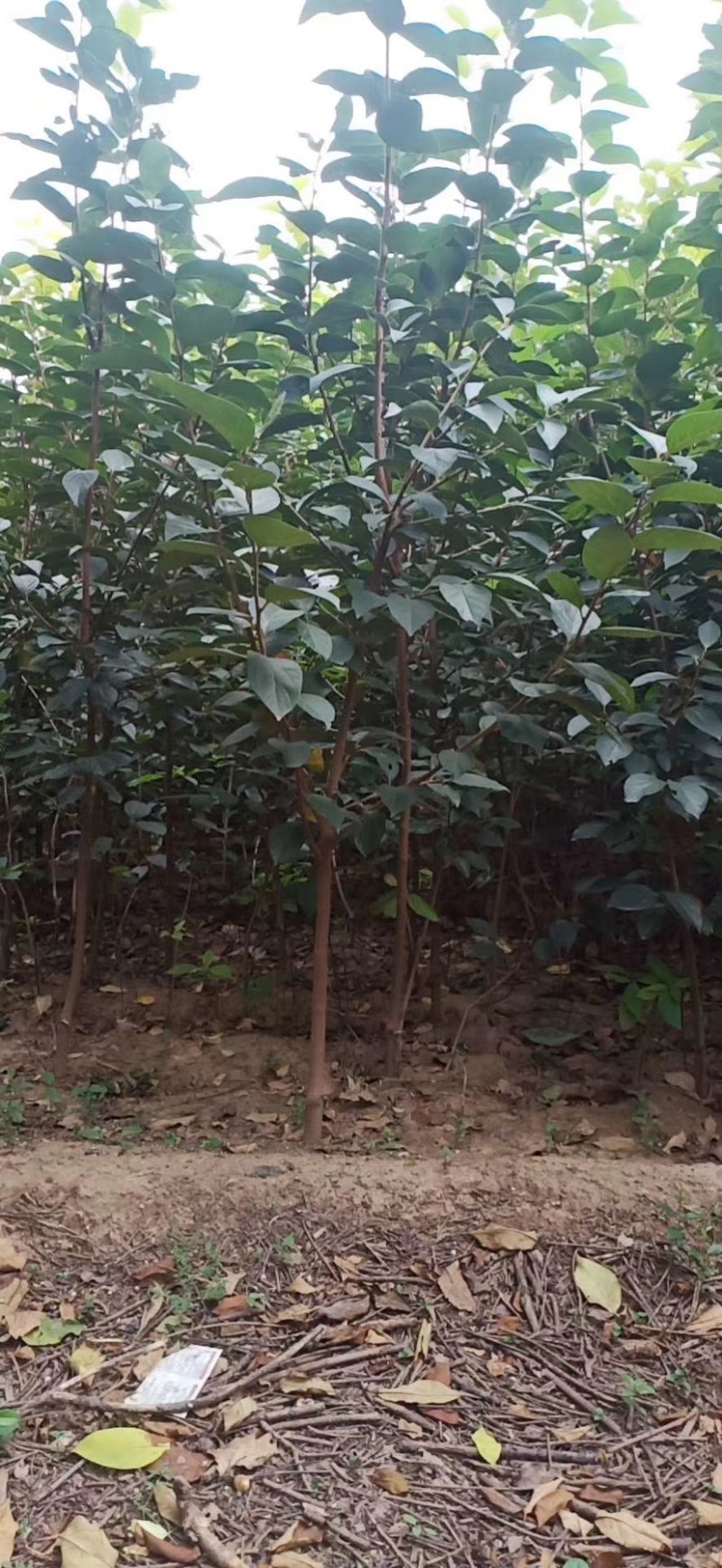 柿子树甜柿子树阳丰甜柿子新东阳柿子黑柿小火罐柿树