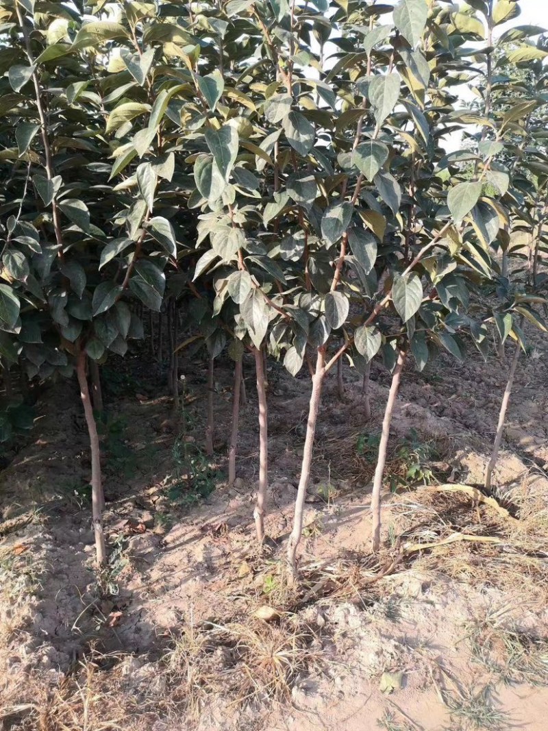 柿子树甜柿子树阳丰甜柿子新东阳柿子黑柿小火罐柿树