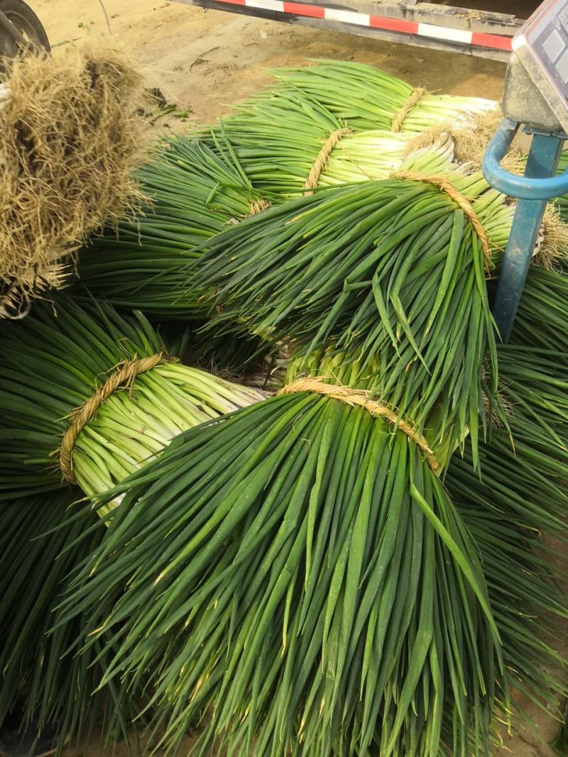 安徽分葱毛葱脱水分葱大量上市速冻分葱产地直供诚信实力代办