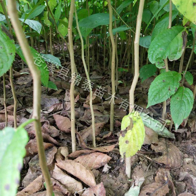 四川野生药材杜仲树苗中药材苗木绿化苗试种苗新鲜杜仲苗占地