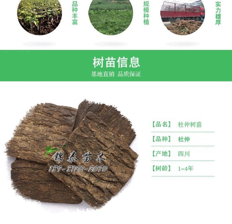 四川野生药材杜仲树苗中药材苗木绿化苗试种苗新鲜杜仲苗占地