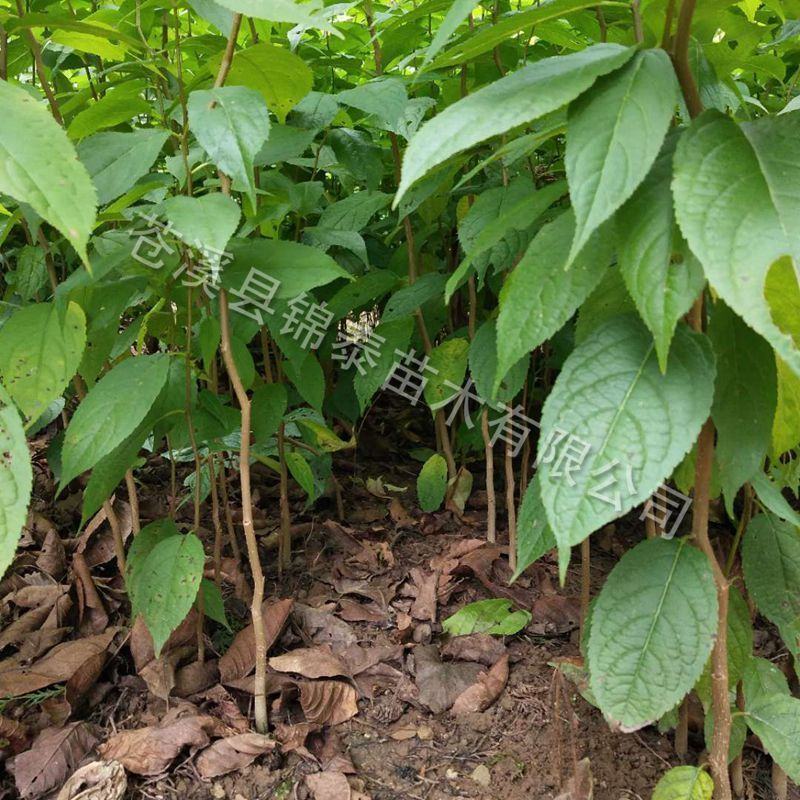 四川野生药材杜仲树苗中药材苗木绿化苗试种苗新鲜杜仲苗占地