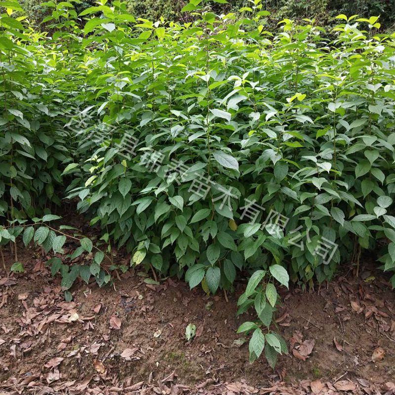 四川野生药材杜仲树苗中药材苗木绿化苗试种苗新鲜杜仲苗占地