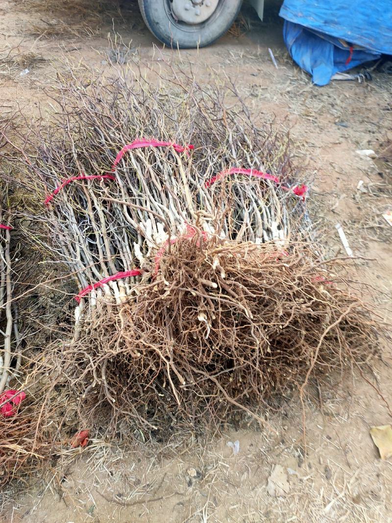 山东沾化冬枣树苗保品种保质量口感脆甜可视频看货选货