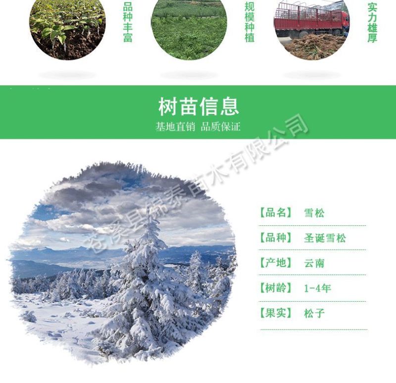 云南雪松苗雪松小苗圣诞树苗雪松树苗迎客松庭院别