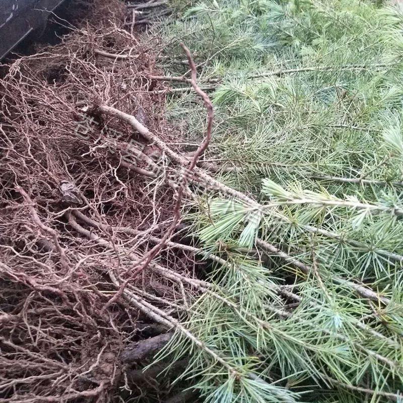 云南雪松苗雪松小苗圣诞树苗雪松树苗迎客松庭院别