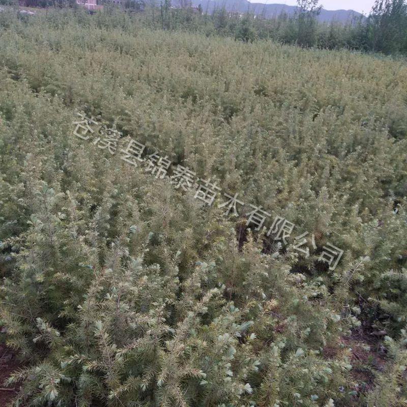 云南雪松苗雪松小苗圣诞树苗雪松树苗迎客松庭院别