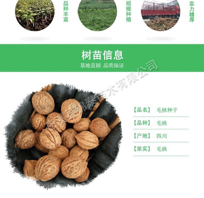 四川桃种包成活毛桃种子南方桃核种砧木当年生毛桃种桃树籽包