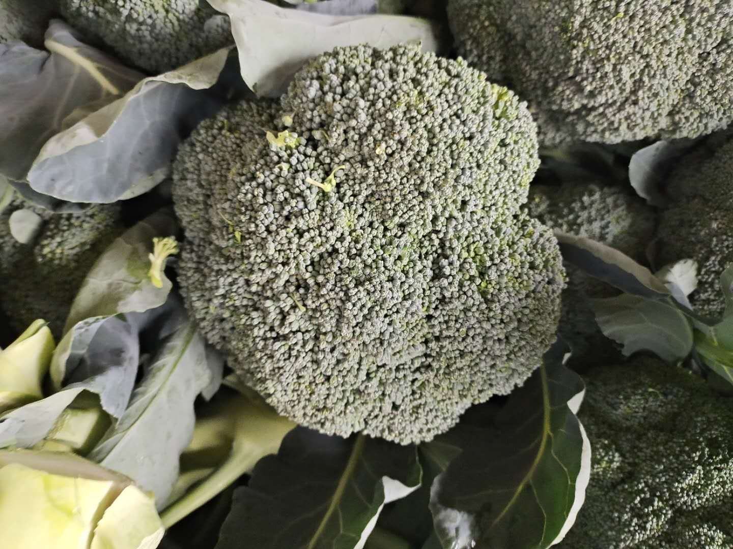 西兰花变黄现象