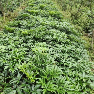 中药材当归大量的开挖了