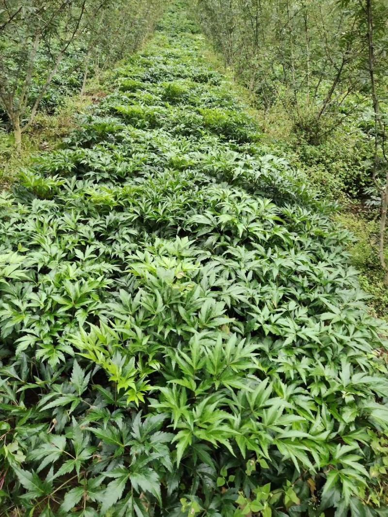 中药材当归大量的开挖了