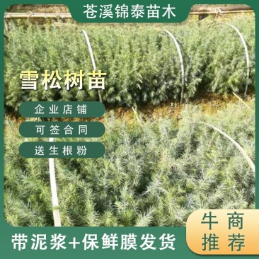 云南雪松苗雪松小苗圣诞树苗雪松树苗迎客松庭院别