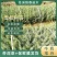 云南雪松苗雪松小苗圣诞树苗雪松树苗迎客松庭院别