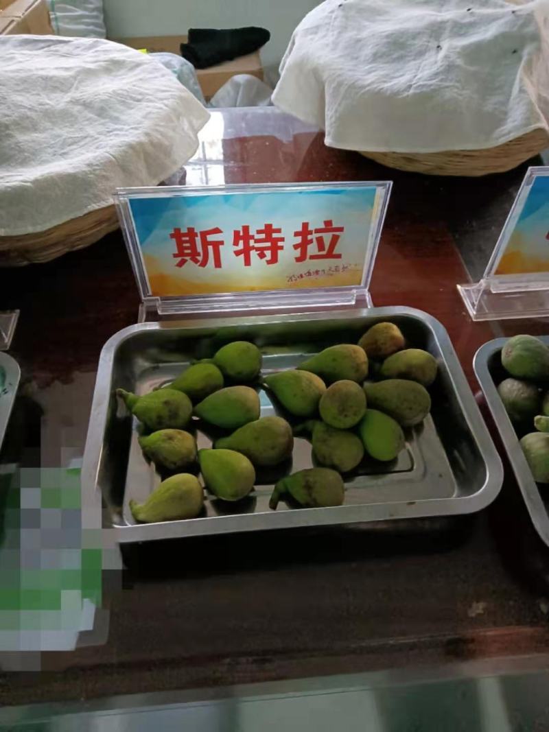 无花果树。波姬红，布兰瑞克，斯特拉，芭劳奈，品种齐全。