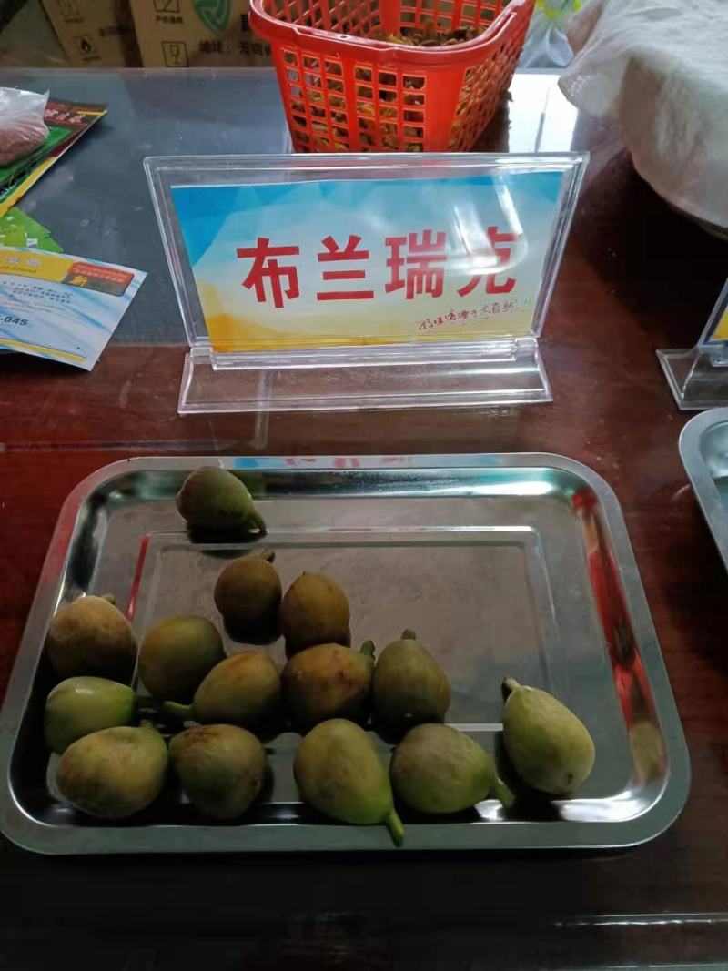 无花果树。波姬红，布兰瑞克，斯特拉，芭劳奈，品种齐全。