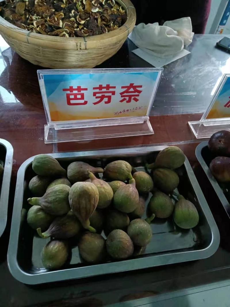 无花果树。波姬红，布兰瑞克，斯特拉，芭劳奈，品种齐全。