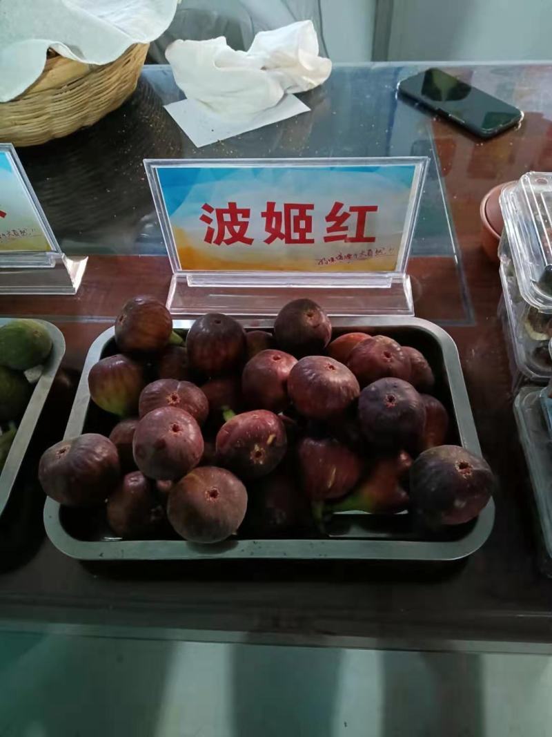 无花果树。波姬红，布兰瑞克，斯特拉，芭劳奈，品种齐全。