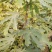 无花果树。波姬红，布兰瑞克，斯特拉，芭劳奈，品种齐全。