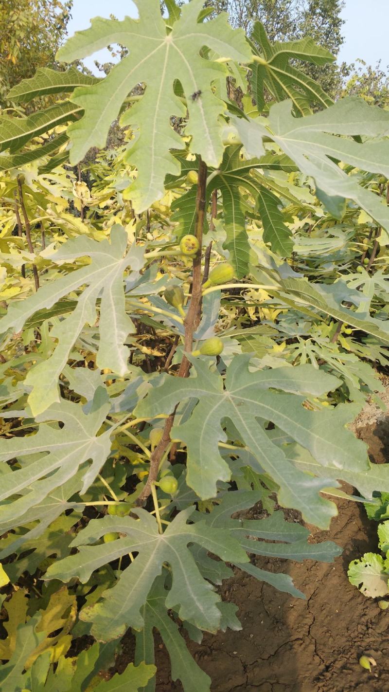 无花果树。波姬红，布兰瑞克，斯特拉，芭劳奈，品种齐全。