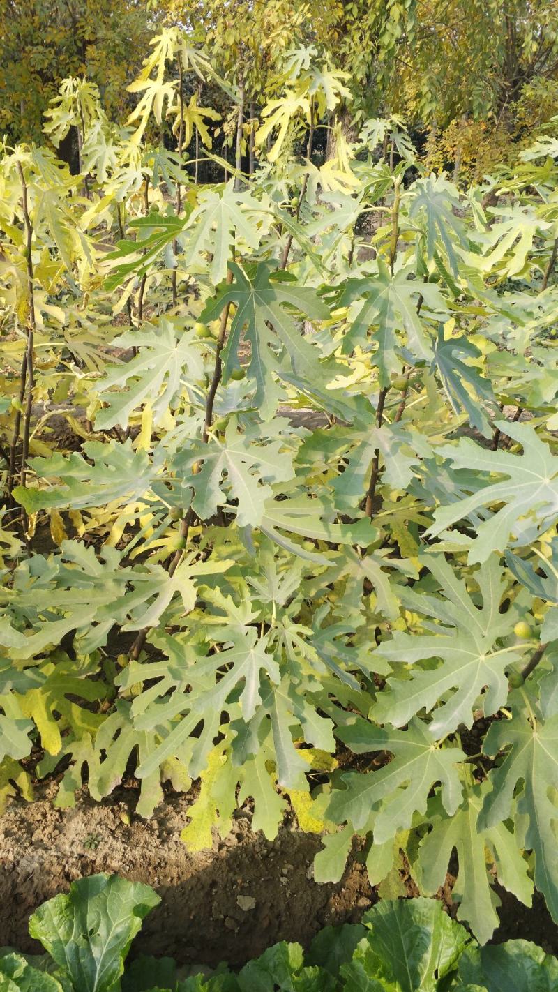 无花果树。波姬红，布兰瑞克，斯特拉，芭劳奈，品种齐全。