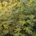 无花果树。波姬红，布兰瑞克，斯特拉，芭劳奈，品种齐全。