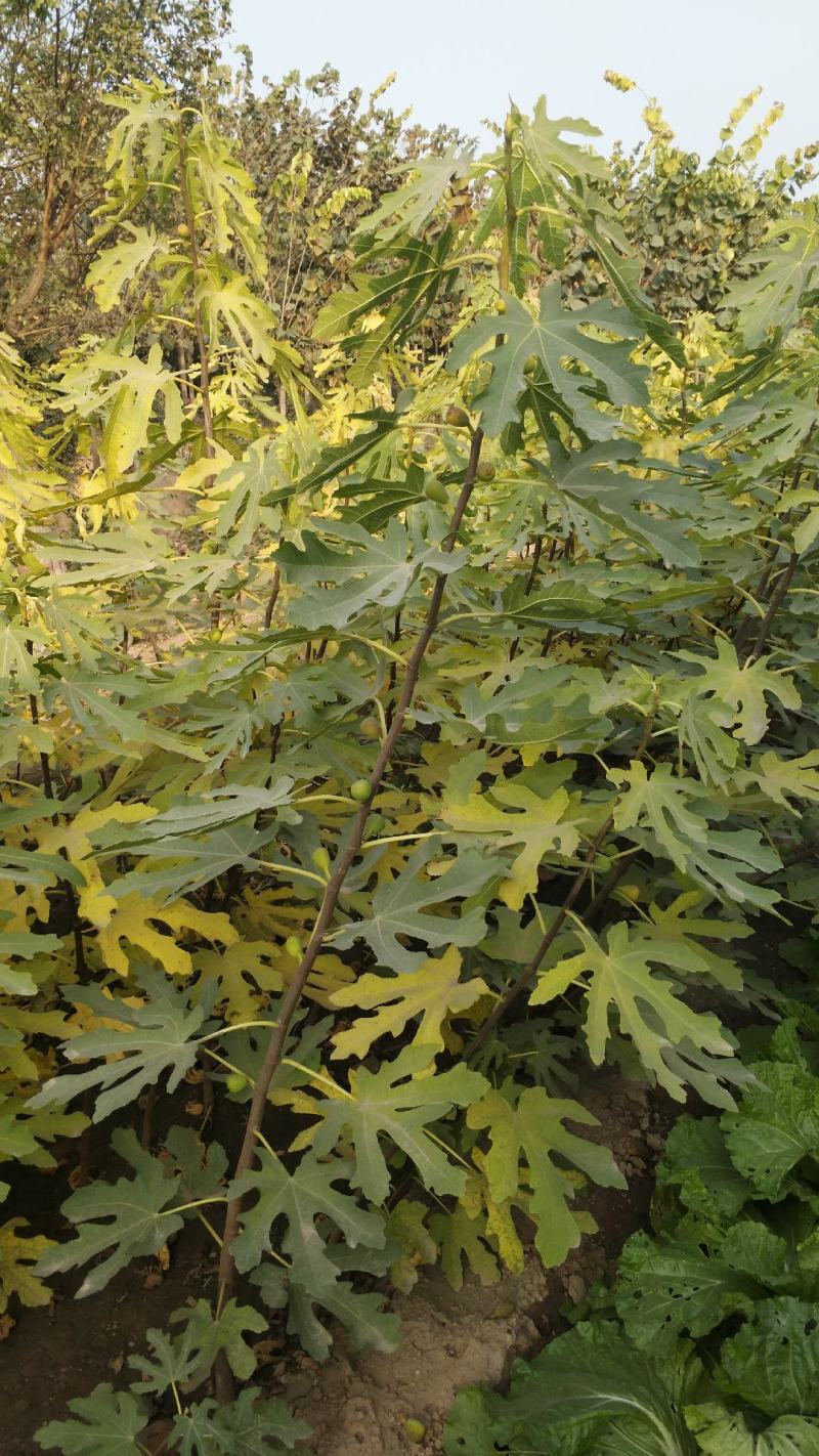 无花果树。波姬红，布兰瑞克，斯特拉，芭劳奈，品种齐全。