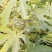 无花果树。波姬红，布兰瑞克，斯特拉，芭劳奈，品种齐全。