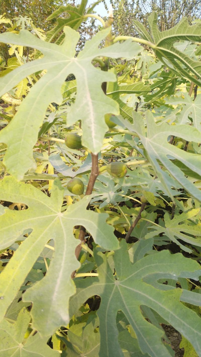 无花果树。波姬红，布兰瑞克，斯特拉，芭劳奈，品种齐全。