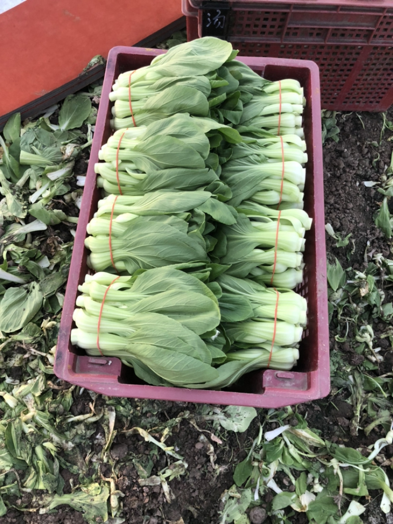 常年大量供应菜苔，欢迎老板们实地考察和合作，