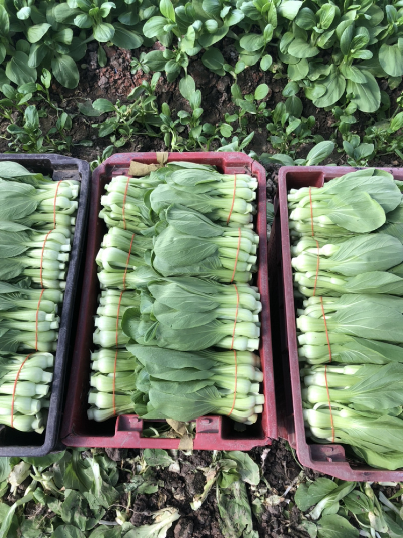 常年大量供应菜苔，欢迎老板们实地考察和合作，