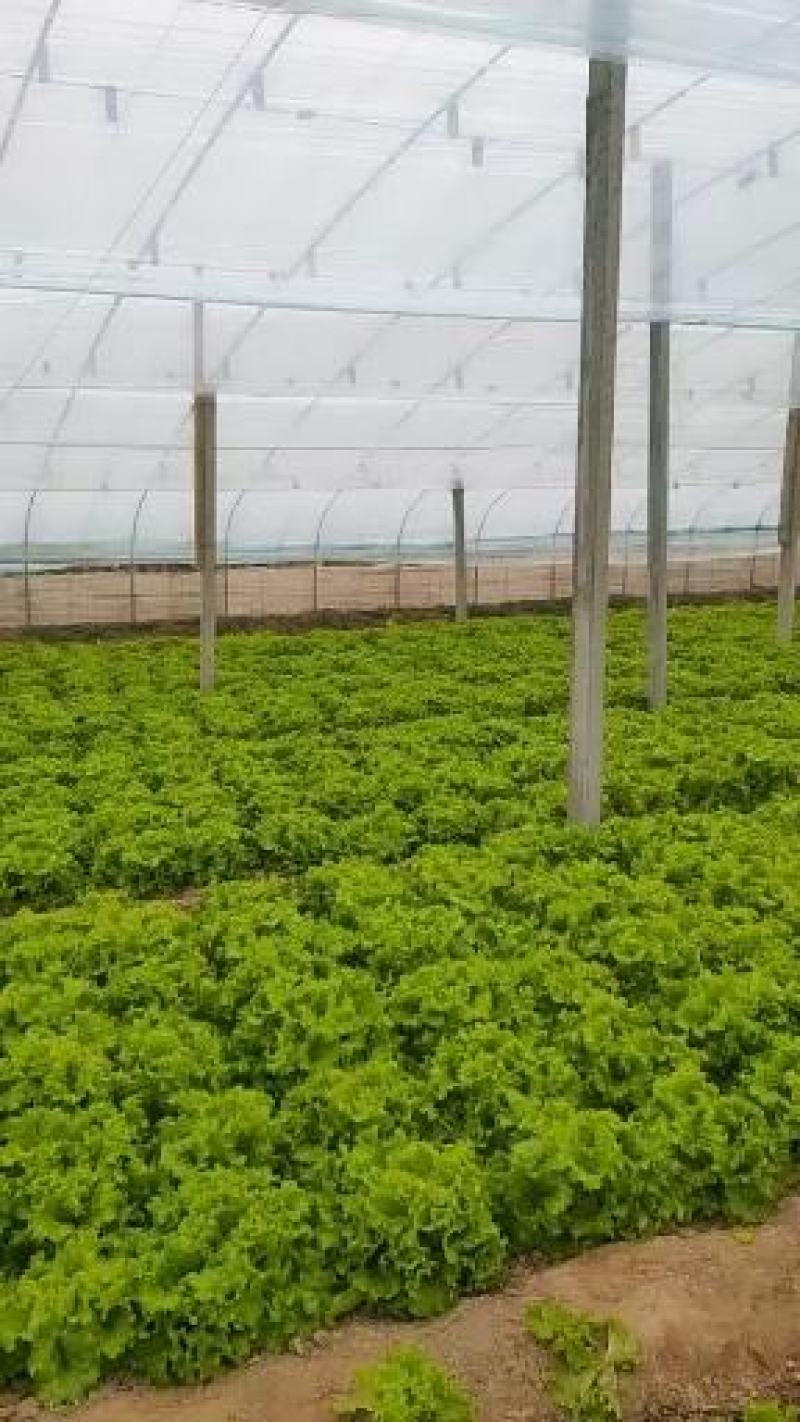 生菜美国大速生，千亩有机蔬菜合作社？？？？？？？？？？？