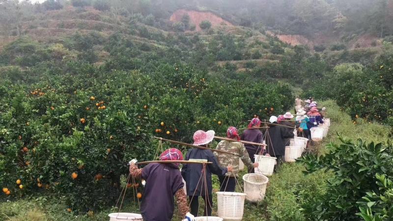 赣南脐橙已上市，（现在开始接受大量收购）专业代办一条龙