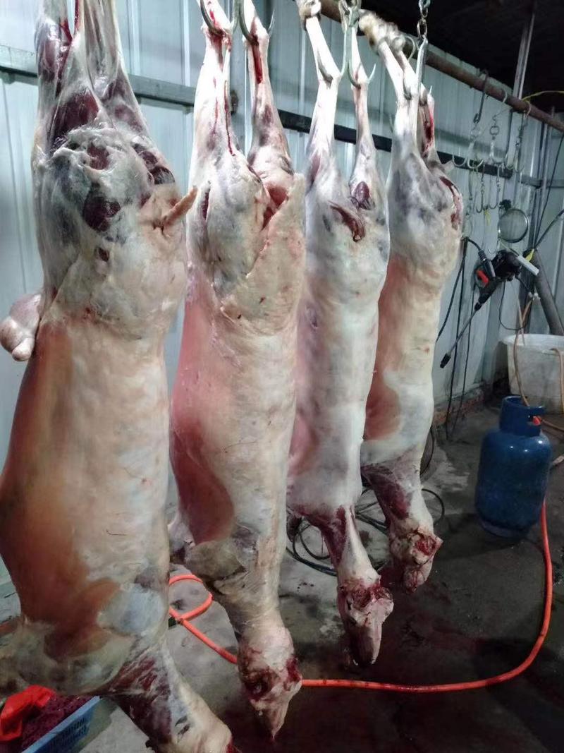 羊酮体羊肉各种羊副产品山东产地直销品质保证
