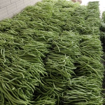 无茎豆精品大量上市基地供应