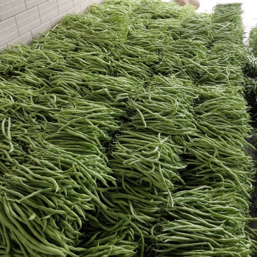 无茎豆精品大量上市基地供应