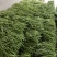 无茎豆精品大量上市基地供应