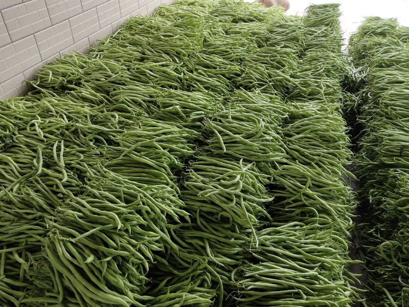 无茎豆精品大量上市基地供应