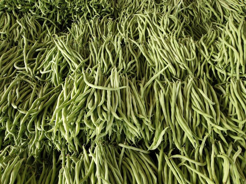 无茎豆精品大量上市基地供应