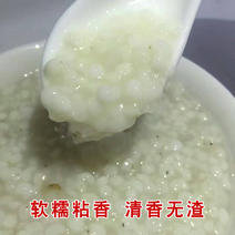 新货薏米现碾2023年宁化糯薏米小薏米有米香软糯香甜批发