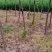 三公分榆叶梅丛生和独杆带土球山西榆叶梅